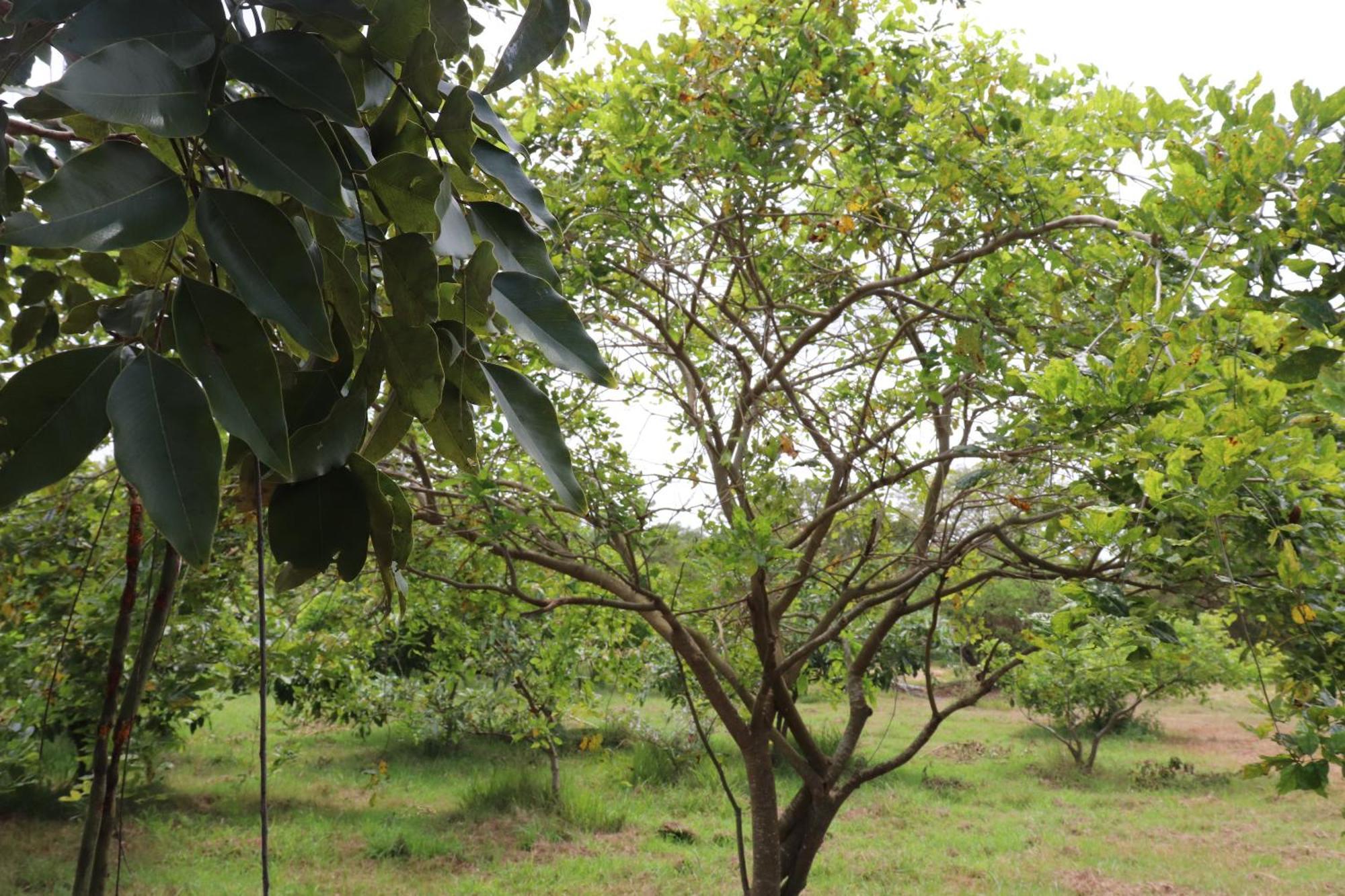 Kayjay Wild Wilpattu Hotel Exterior foto