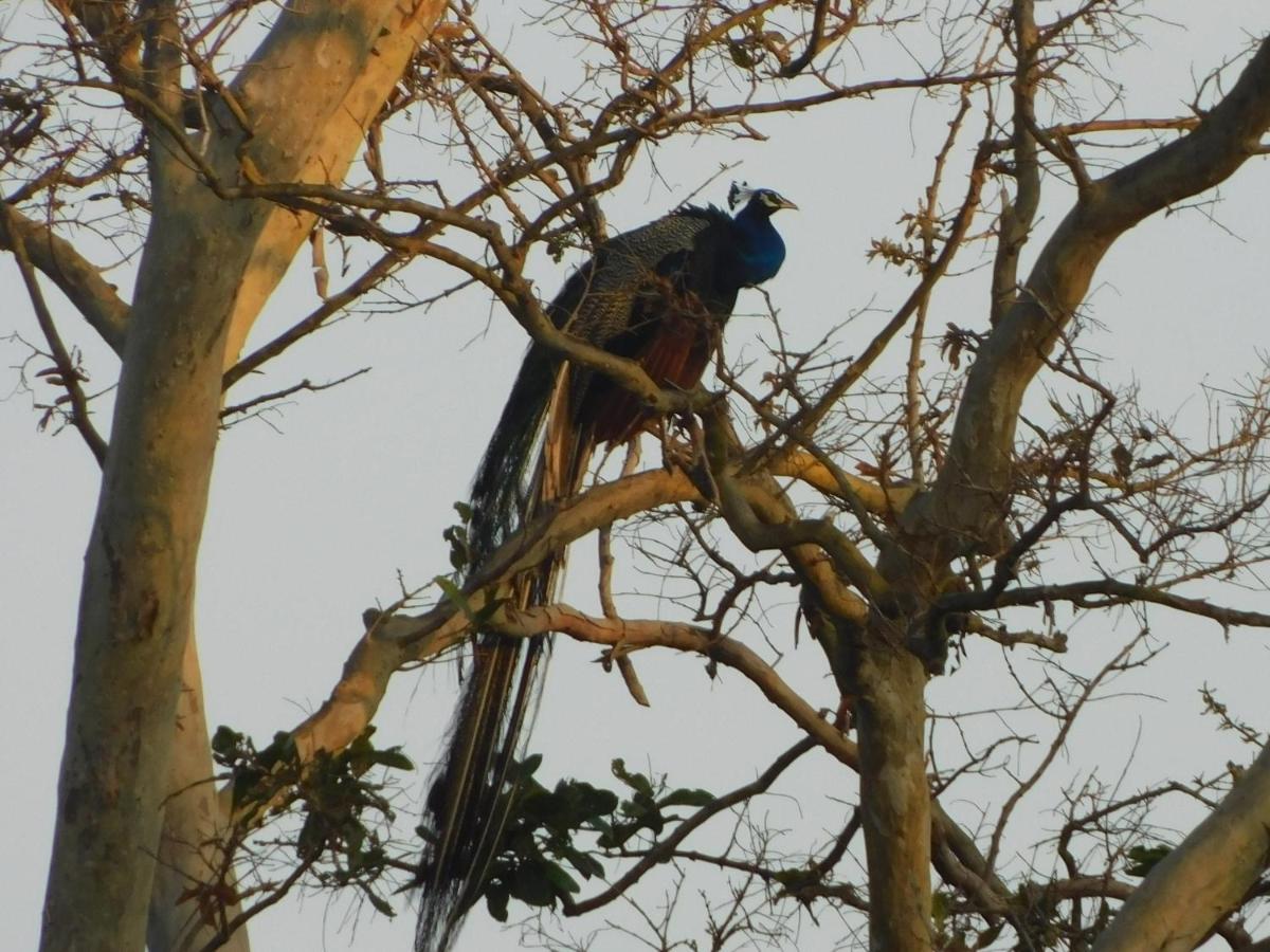 Kayjay Wild Wilpattu Hotel Exterior foto